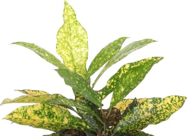 Рослина Кротон 12/40 мікс