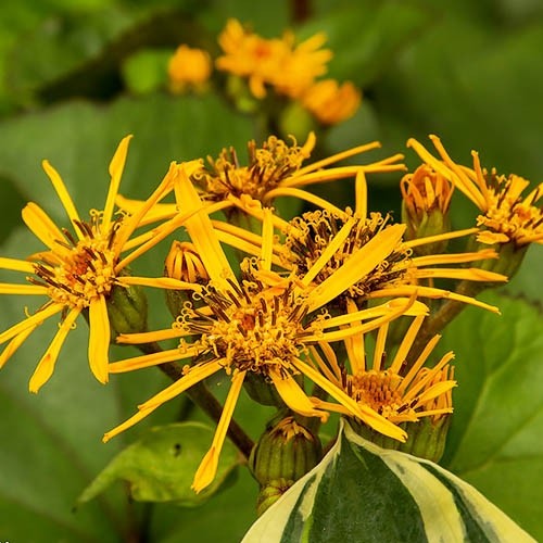 Растение Бузульник Desdemona С7