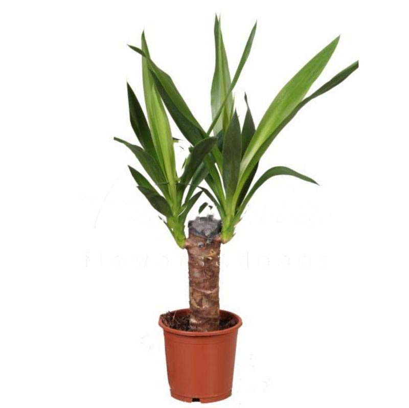 Растение Юкка 12х50