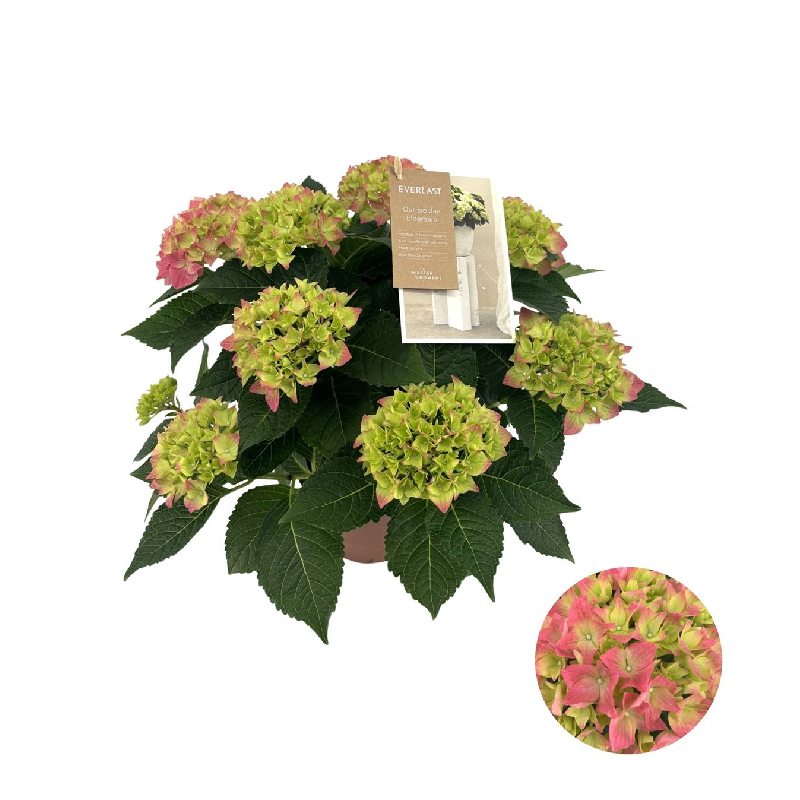 Рослина Гортензія 14 х40 ніжно-рожева