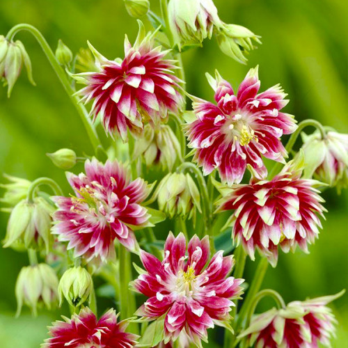 Корневище Яскрава Аквилегия Nora Barlow 