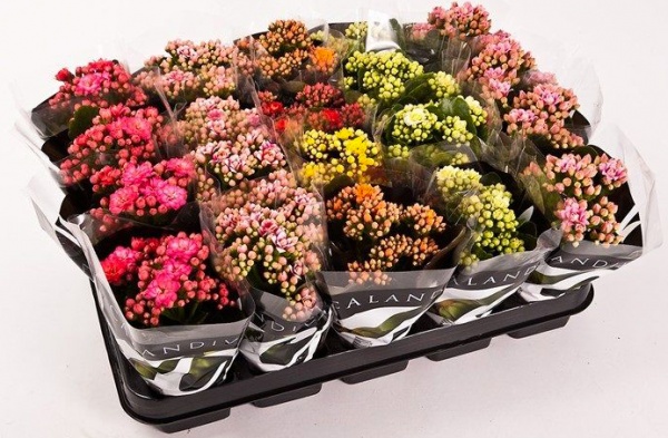 Растение комнатное Каланхое каландива 12x30 микс