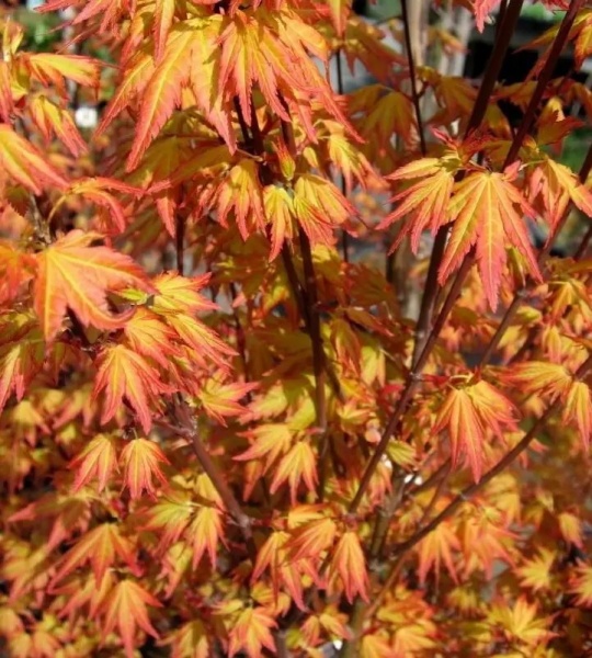 Растение Клен Оранж Дрім d19/h50