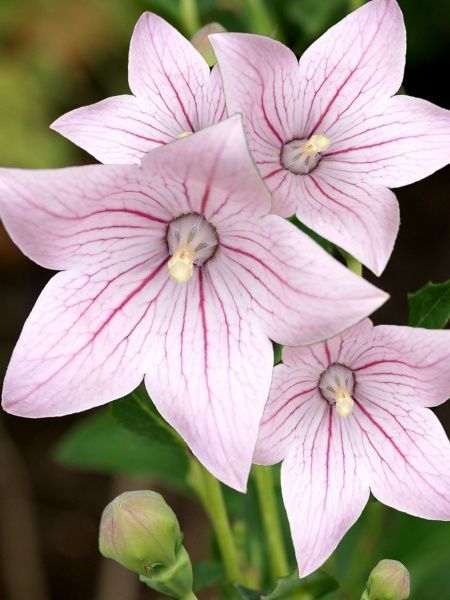 Корневище платикодона розовый 1 шт. 