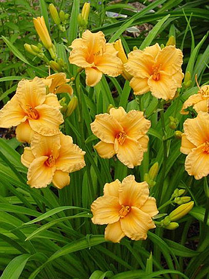 Кореневище Heemskerk Vasteplanten B.V. лілійника Берті Ферріс 1 шт.