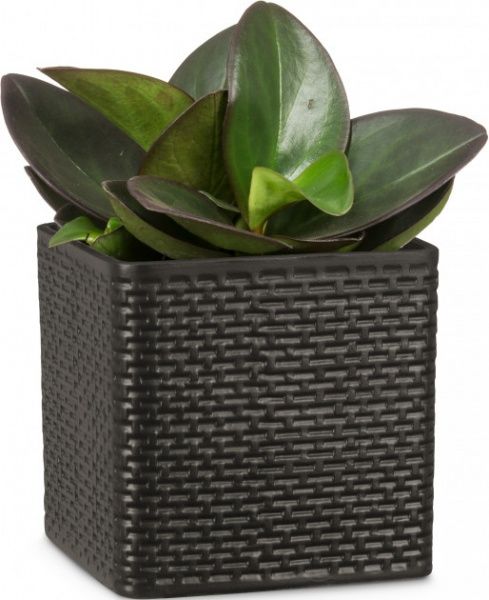 Кашпо керамічне Scheurich Modern Cube квадратний 1,5л антрацит 