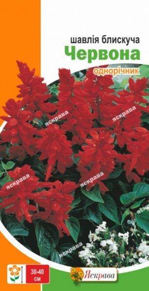 Насіння Яскрава шавлія Чорвона блискуча 0,2 г