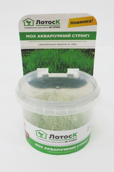 Растение аквариумное Лотос К Мох Стринги (Leptodictyum riparium in vitro )