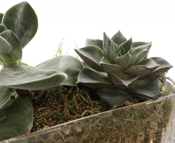 Растение Сукулент декор d6