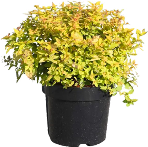 Растение Спирея японская Golden Princess C3