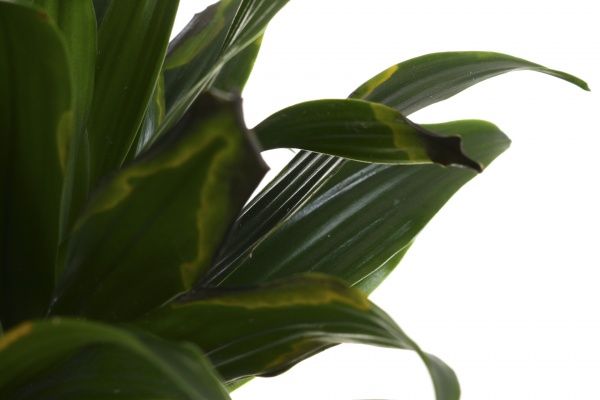 Рослина кімнатна Драцена компакта 2 стовбури 17х60