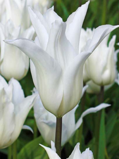 Луковица тюльпана лилиецветного Баллада Уайт 3 шт. 