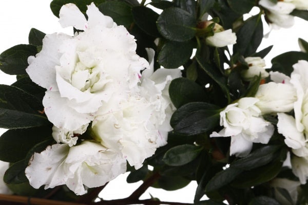 Растение комнатное Азалия на штамбе 12/30