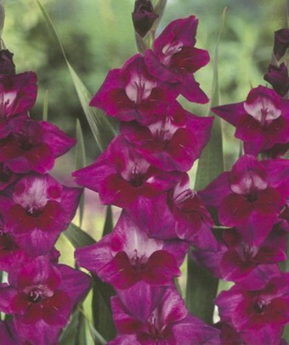 Цибулина Яскрава Гладіолус Velvet Eyes 3 шт. 