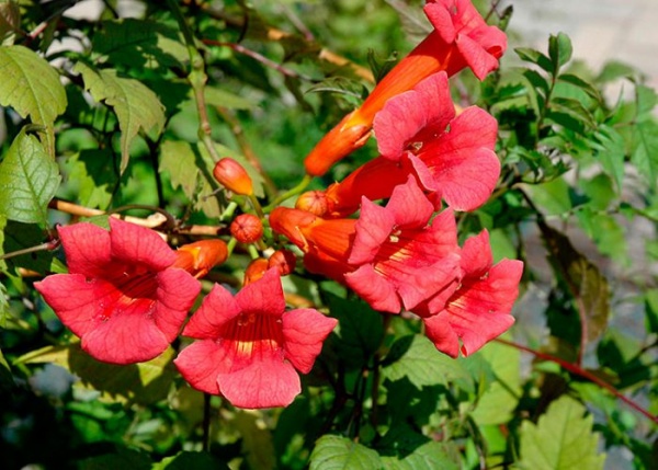 Растение Кампсис d17/h75