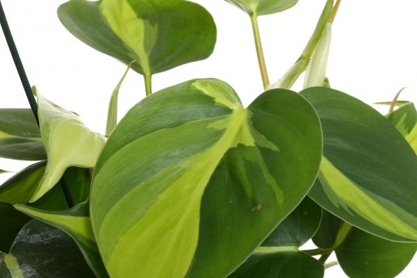 Растение Эпипремнум микс 14/30 подвесной