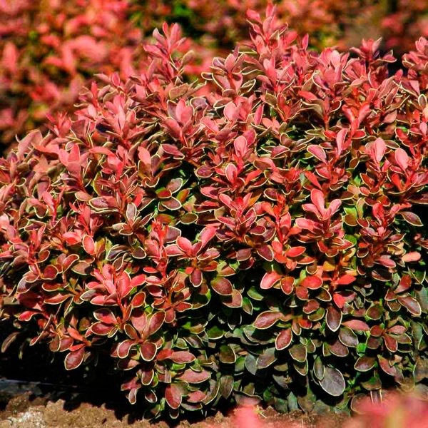 Растение Барбарис Тунберга Admiration (V20-S22 30+ C7.5)