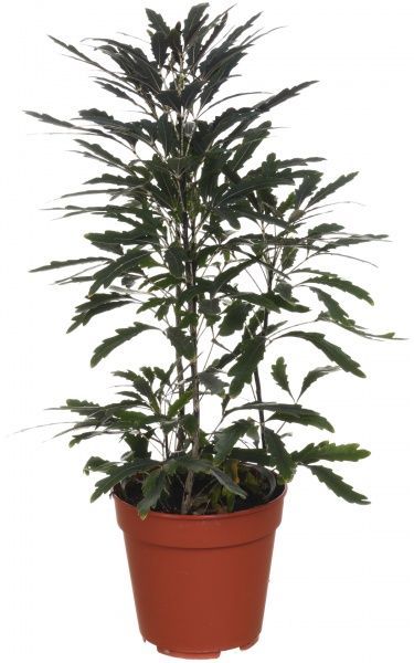 Растение комнатное Дизиготека 12х35