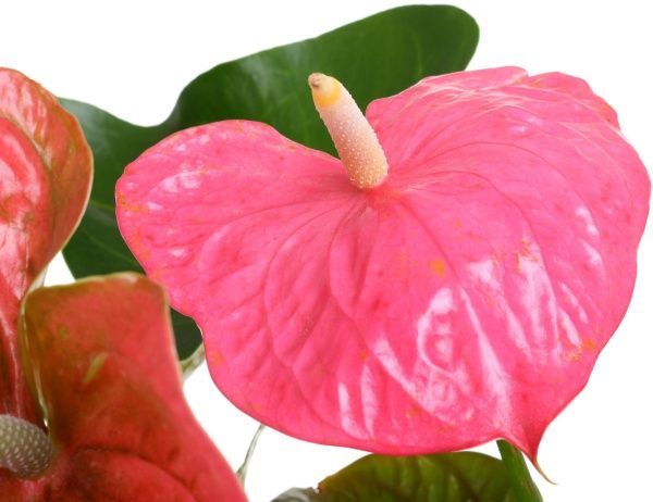 Растение комнатное Антуриум розовый 17x85 см