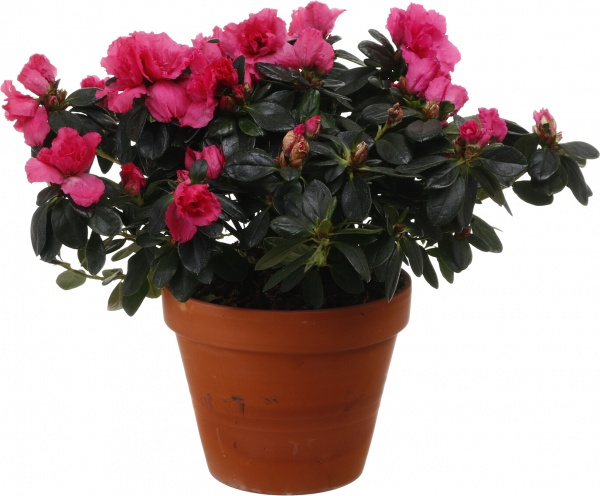 Рослина кімнатна Азалія мікс 17/35
