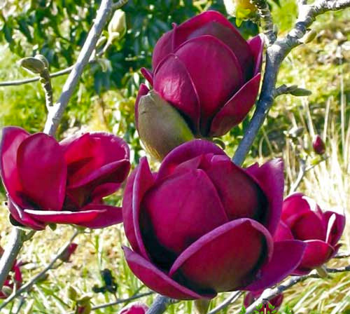 Растение Магнолия Black Tulip d21/h50