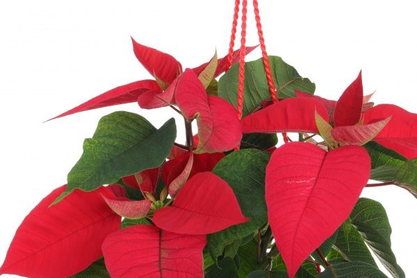 Рослина Пуансетія D 20