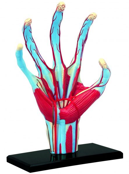 Об’ємна анатомічна модель 4D Master Рука людини FM-626009