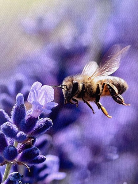 Репродукция Пчелы на лаванде 50x80 см Арт Фемелі 