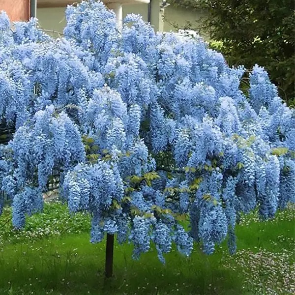 Растение Глициния обильноцветущая Blue Dream (K23-S23 h40-60 C2)