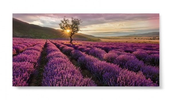 Репродукция Лавандовое поле 96x48 см 