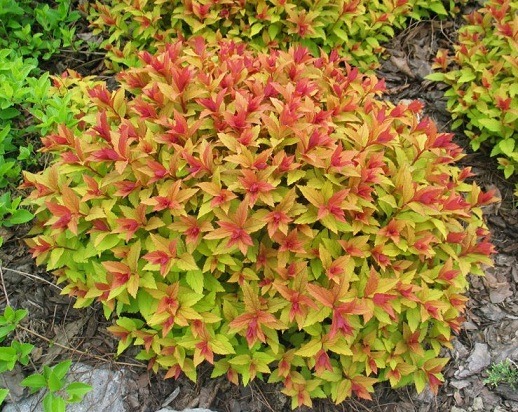 Растение Таволга японская Goldflame (V21-F21 30-40 C5)