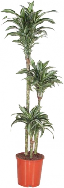 Растение Драцена Джейд Джевел d17/h55