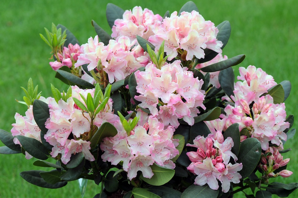 Растение Рододендрон d23/h50-60