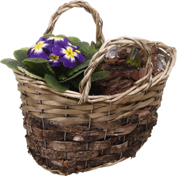 Растение комнатное Корзина 34 Гиацинт 3+ Примула овал сумка