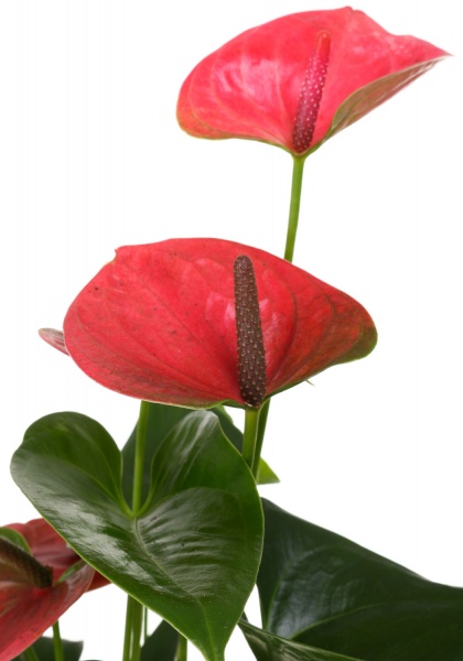 Растение декоративное Антуриум микс 12/35