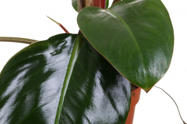 Растение Филодендрон Red Beauty d14 h45