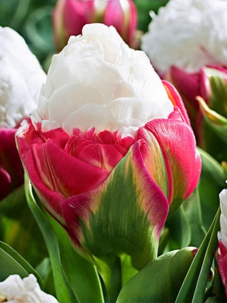 Луковица TUBERBULB Export B.V. тюльпана махрового позднего Айс Крим 3 шт. 