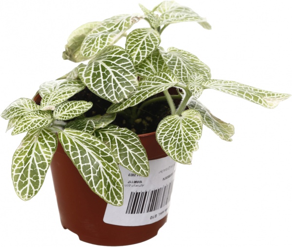 Растение комнатное Фиттония микс 8/10