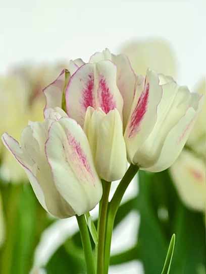 Луковица тюльпана простого позднего Кенди Клаб 3 шт. 