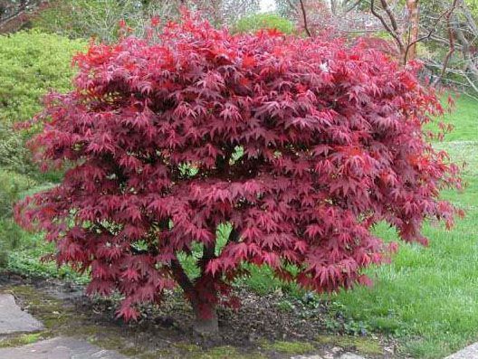 Растение Клен японский Acer palmatum h 250-300 см d 6-8 см