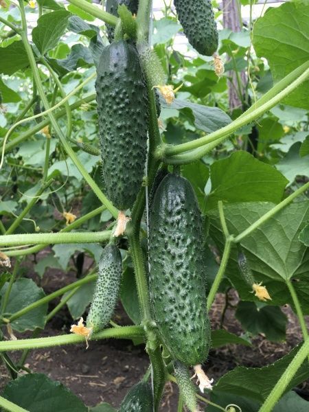 Семена Професійне насіння огурец Бйорн F1 10 шт. (4820176693846)