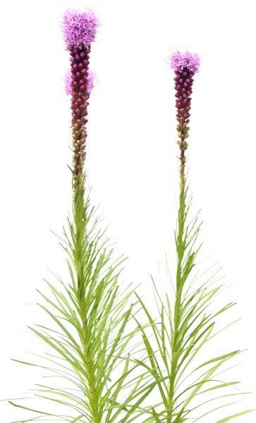 Растение Лиатрис колосистая