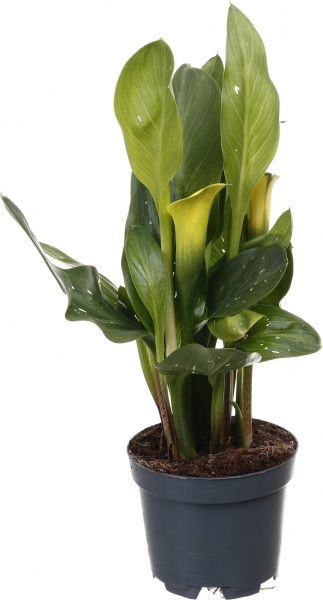 Рослина кімнатна Калла міні мікс 10/30