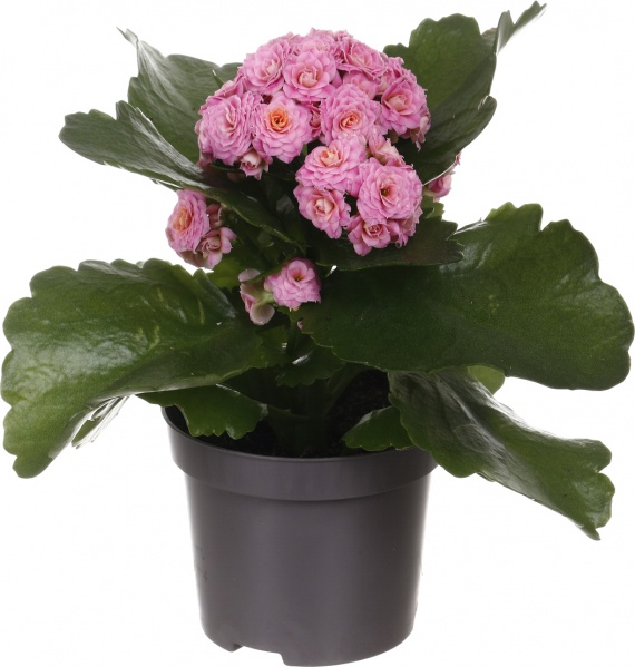 Растение комнатное Каланхоэ микс d9/h18