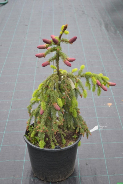 Ель Ель обыкновенная / Picea abies Acrocona C40 H 80-100