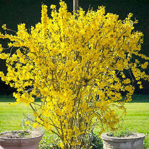 Растение Саженец Форзиции (3 л)