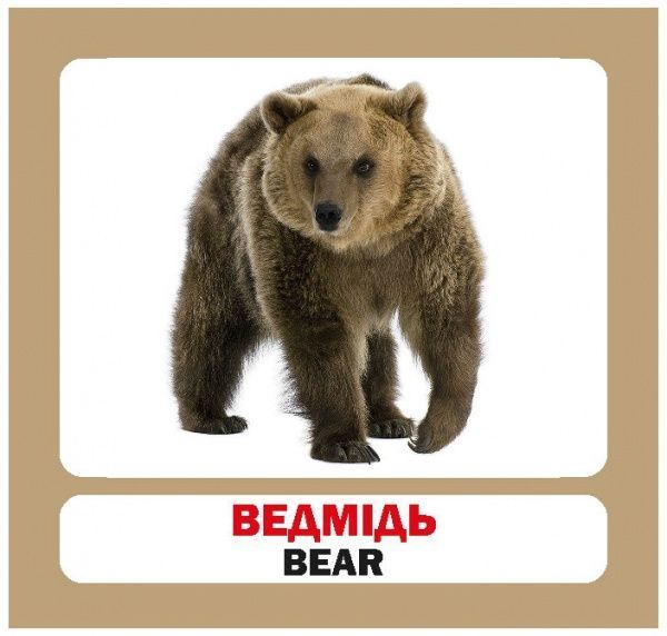 Книга «Навчальний посібник. Лісові тварини. англ-укр»