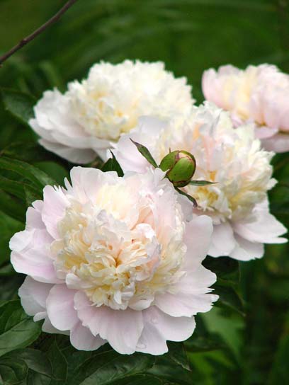 Корневище пиона Ширли Темпл 1 шт. 