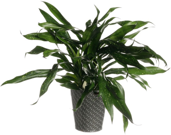 Растение комнатное Плантмикс 13/30