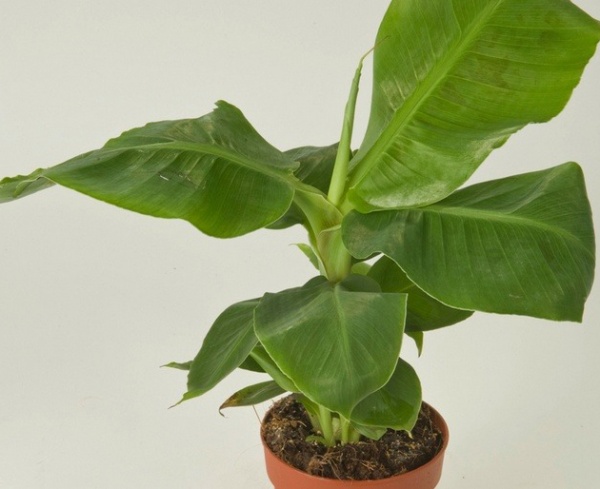 Растение Банан d17/h70